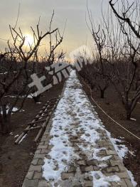 呼和浩特新城区 14亩 果园 出租