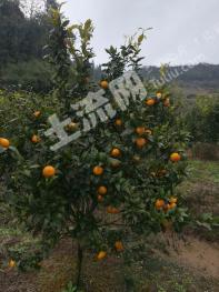 南充营山县 32亩 果园 经营权转让