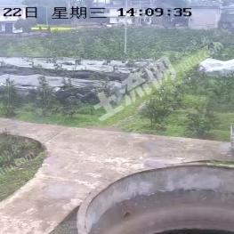 眉山洪雅县55亩成熟柑橘果园 经营权转让