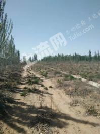 宁夏吴忠市红寺堡区199.32亩 有林地（枣林）经营权 转包