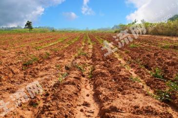 林芝林芝县 22.2亩 坑塘水面 经营权转让