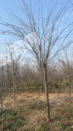 淮安涟水县 340亩 园地 经营权转让/出租