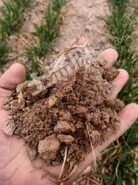 开封兰考县220亩其它林地经营权出租