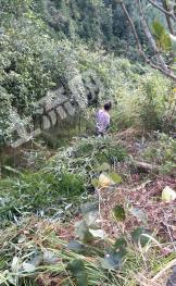 赣州定南县 95亩 有林地 经营权出租