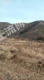 葫芦岛连山区 440亩 有林地 经营权转让