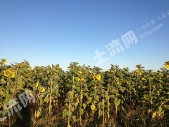 农安县300亩水浇地转包