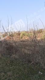 信阳平桥区 300亩 水浇地 经营权出租