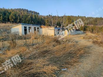 泰安东平县202.33亩有林地经营权出租