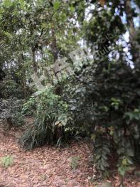 海南屯昌县 25亩 其它林地 经营权转让