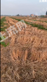 盐城射阳县 220亩 旱地 经营权转让