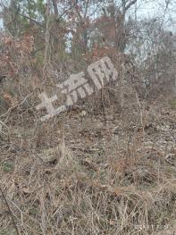 随州随县 2000亩 乔木林地 经营权出租