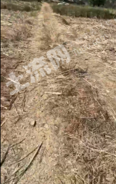 南宁宾阳县 243亩 旱地（甘蔗地）经营权出租