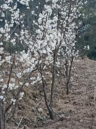 普洱市景东彝族自治县 60亩果园 经营权转让