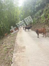 肇庆封开县 90亩 有林地 经营权转让