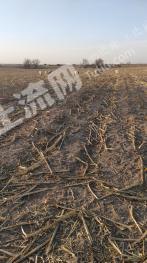 鄂尔多斯鄂托克前旗40亩水浇地经营权出租