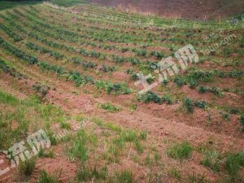 青海海东 10000亩 旱地 出租
