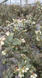 江西赣州 18亩 果园经营权 转让