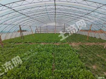 沈阳新民市四间平房，7个大棚使用权流转