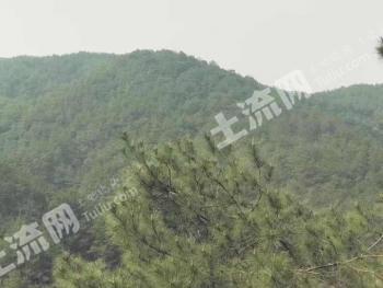 贺州钟山县 2550亩 乔木林地 经营权出租