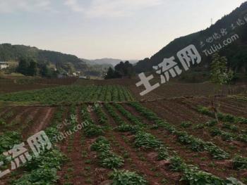 德阳中江县 80亩 旱地 经营权出租