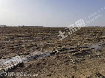 呼和浩特托克托县 30000亩 水浇地 经营权出租