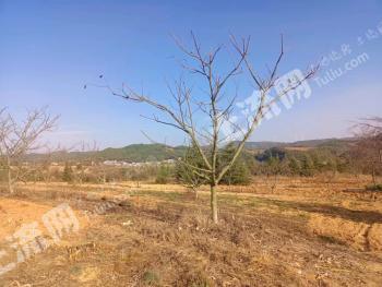 曲靖马龙区 63亩 有林地 经营权转让