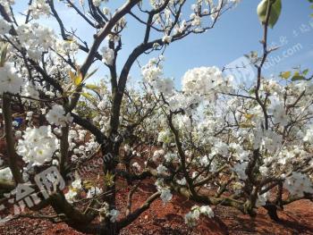 楚雄禄丰县 82亩 果园 经营权出租