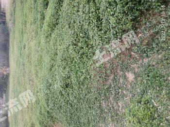 四川 遂宁安居区 5.77亩 水田 经营权出租