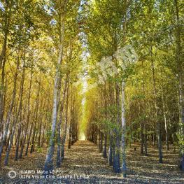 白城洮南市129.89亩有林地经营权转让