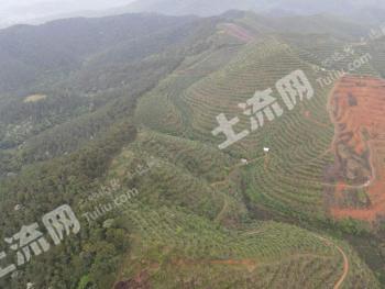 钦州灵山县 400亩 果园经营权 转包