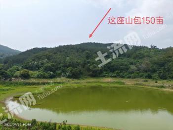 厦门翔安区 150亩 林地 转包