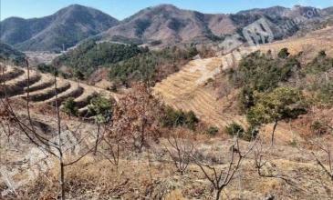 秦皇岛卢龙县 65亩 灌木林地 经营权出租