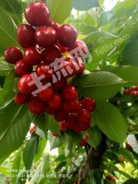 西安临潼区102.5亩果园经营权转让