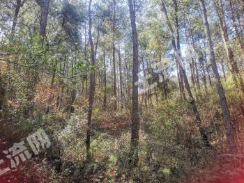 广元青川县905.91亩有林地 经营权转让