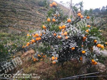 百色平果县 139.92亩 果园 经营权转包