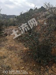 百色平果县 88.77亩 茶园（茶油） 经营权转包