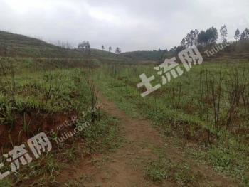 湖南衡阳6000亩其它林地经营权流转