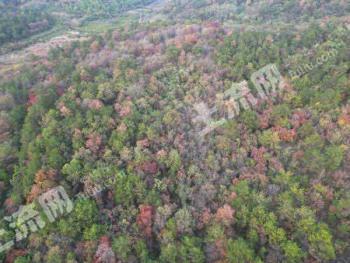 荆门京山市545亩林地-有林地经营权转让