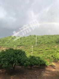 海南保亭黎族苗族自治县31.6亩园地-果园经营权转包