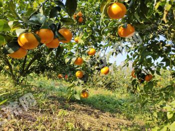 百色靖西市 571.97亩 果园 经营权出租