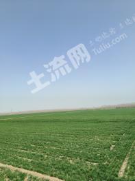 潍坊寒亭区518亩水浇地经营权出租