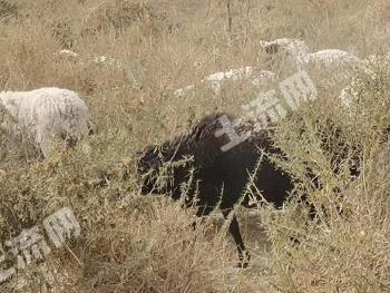 新疆和田洛浦县 364亩 水浇地 经营权出租