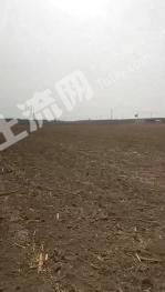 沧州盐山县 1100亩 水浇地 经营权出租