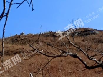 保定顺平县 2400亩 其它林地 合作
