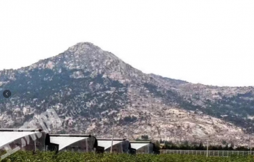 泰安新泰市 140.20亩 果园 经营权转让