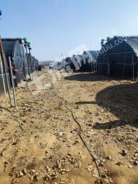 安徽宿州萧县 47.23亩 其它耕地经营权 出租