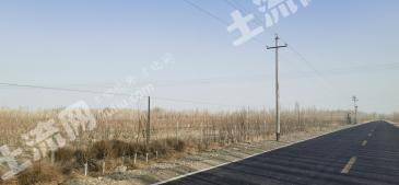 新疆巴音郭楞和静县400亩果园经营权出租