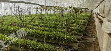 新疆巴音郭楞和静县亩果蔬大棚经营权出租