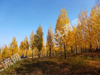 伊春铁力市 20亩 其它林地 经营权合作