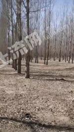 长春榆树市 45亩 有林地 转让